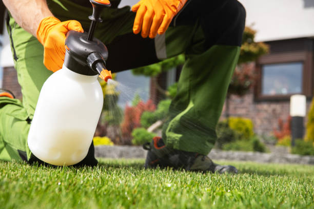Best Termite Control Services  in Whitewright, TX