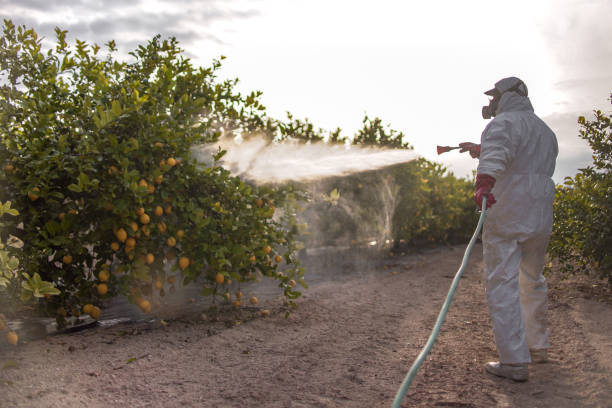 Best Rat Extermination Near Me  in Whitewright, TX