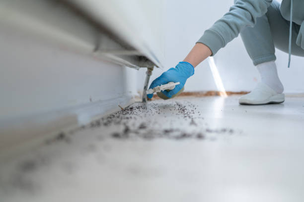 Best Emergency Pest Control  in Whitewright, TX